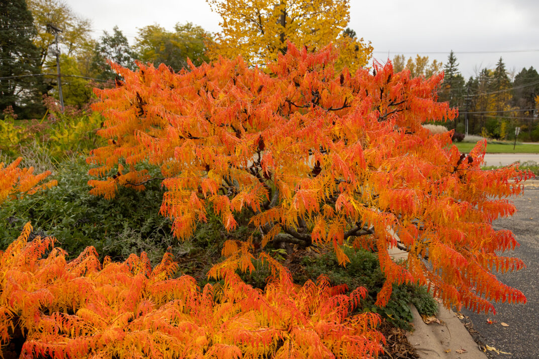 Tiger Eyes® Cutleaf Staghorn Sumac