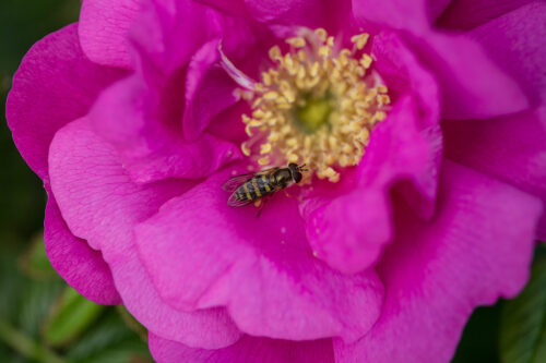 Lotty's Love rose flower with bee