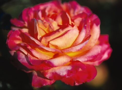 Love and Peace rose flower