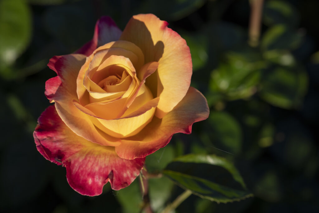 赤いバラ 開花中【love peace 】 Love & Peace® Rose | First Editions