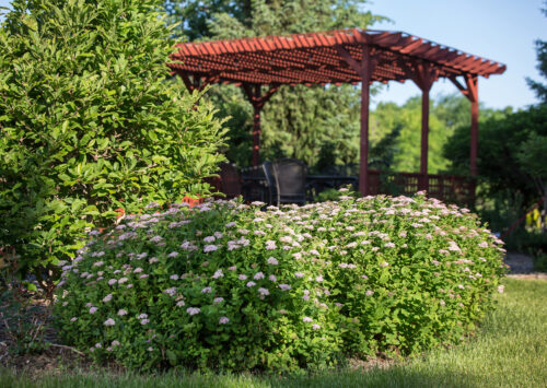 Pink Sparkler™ Birchleaf Spirea