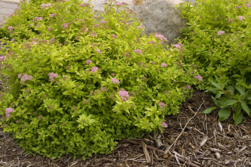 Sundrop™ Spirea