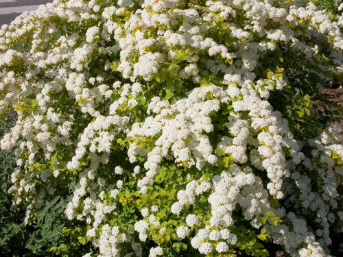 Firegold® Spirea