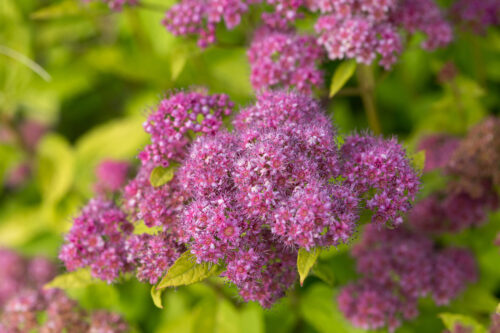 Little Spark® Spirea