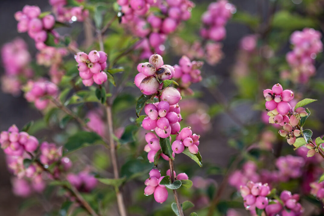 Candy™ Coralberry