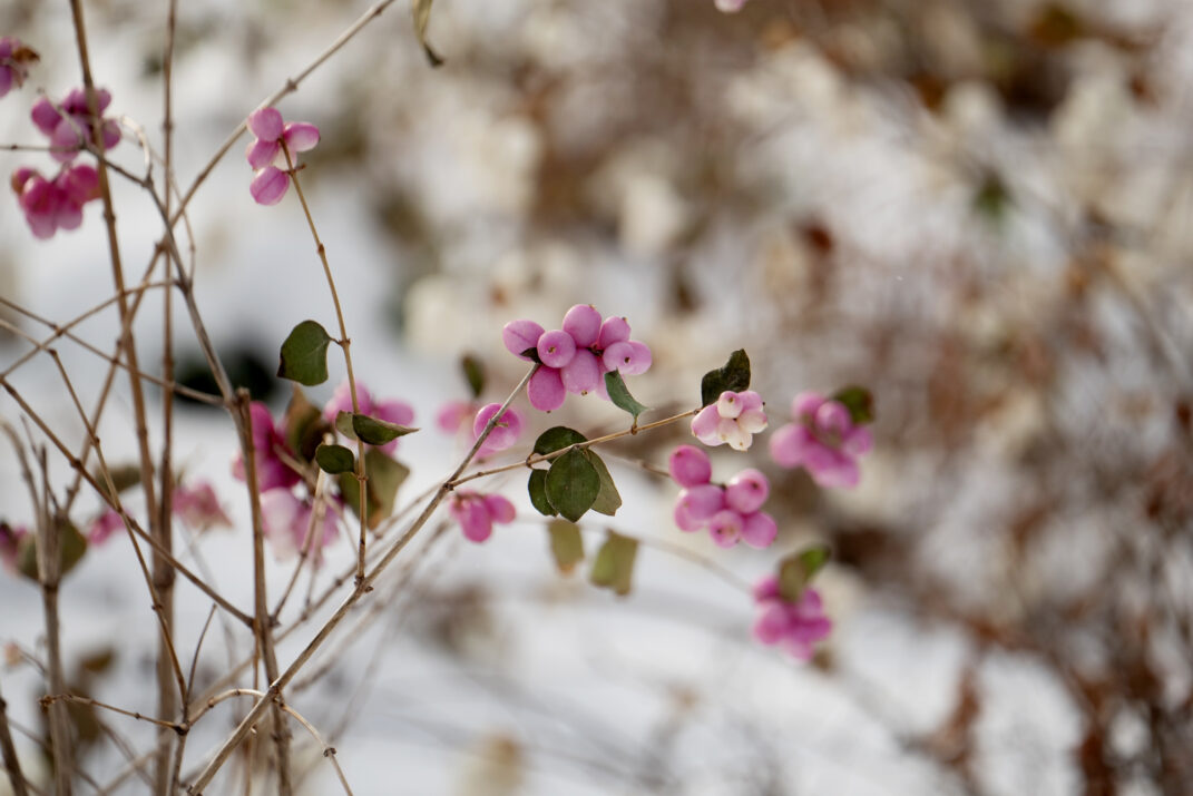 Candy™ Coralberry