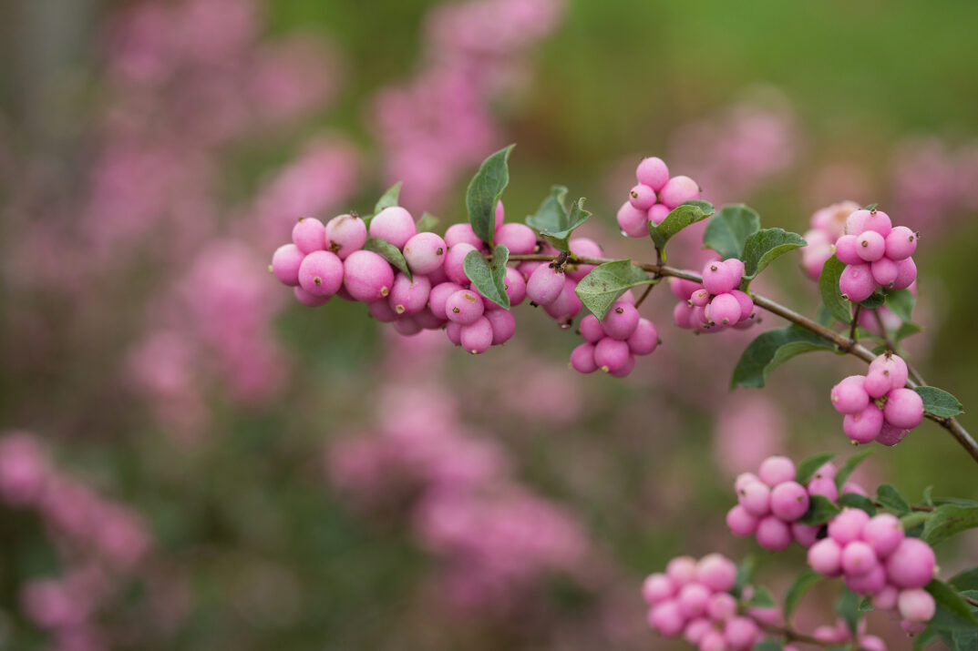 Candy™ Coralberry