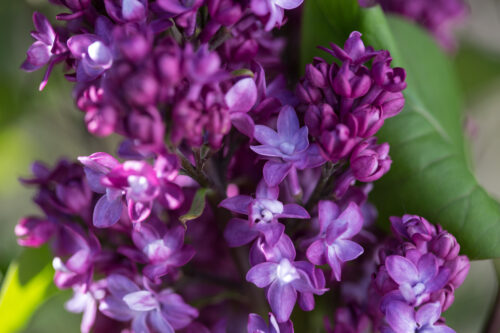 Virtual Violet Lilac flowers