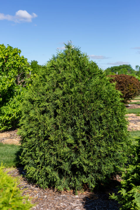 ThujaoccTechnitoArborvitae-023-2229-1