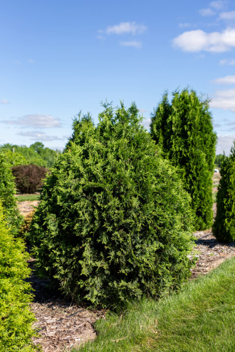 ThujaoccTechnitoArborvitae-025-2229-1