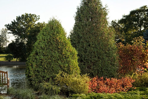 Technito® Arborvitae