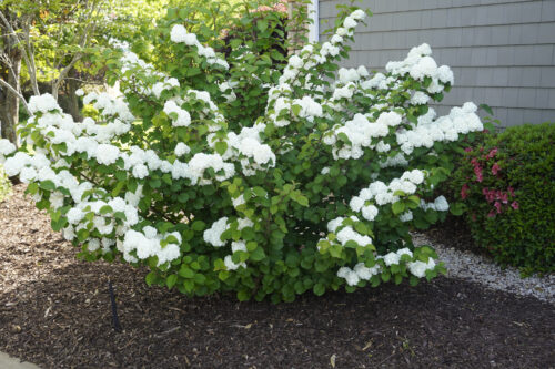 Opening Day™ Doublefile Viburnum