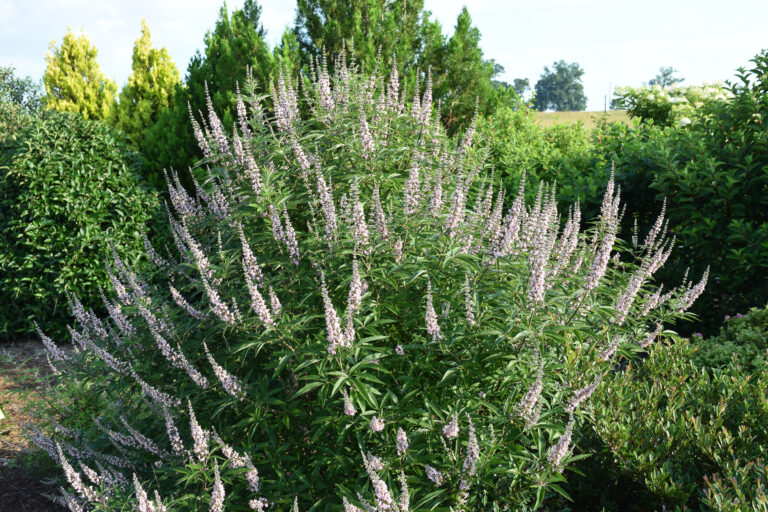 Galactic Pink® Chastetree