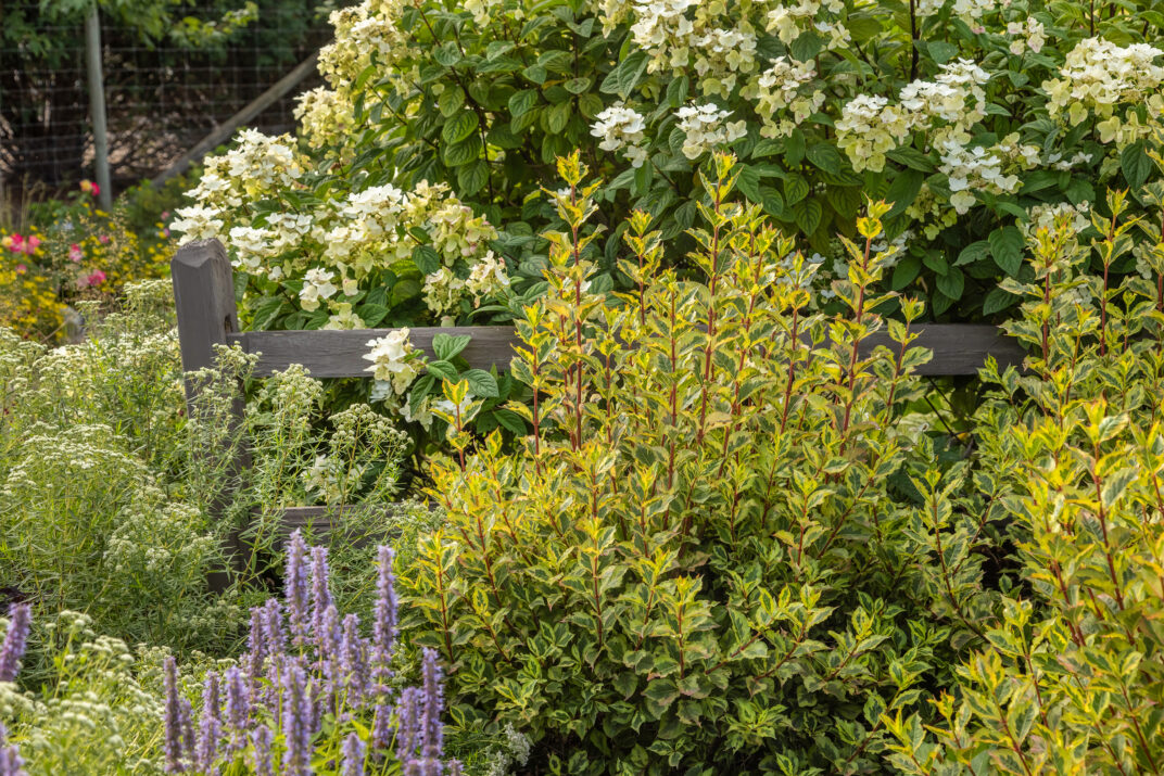 Hydrangea White Diamonds