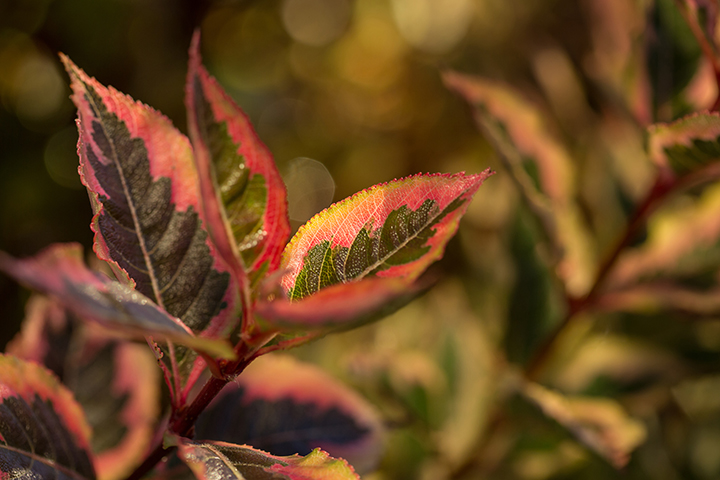 Rainbow Sensation™ Weigela