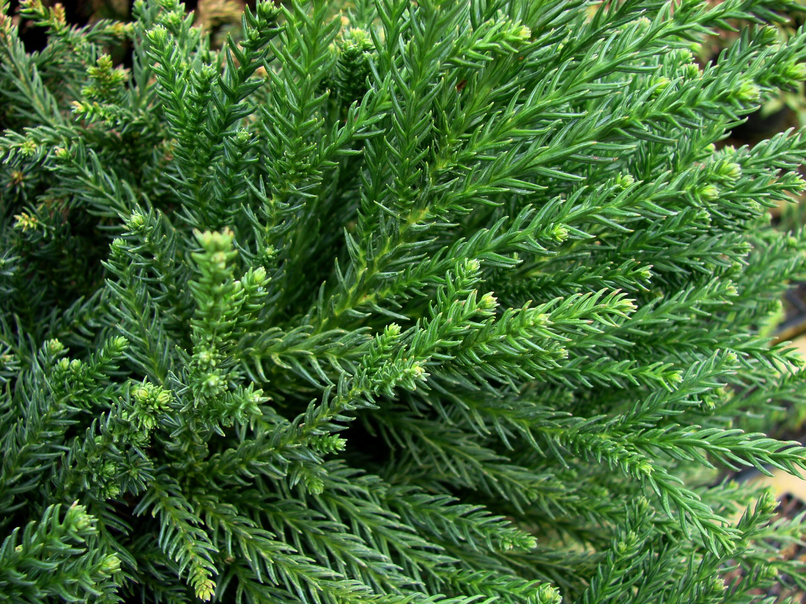 Chapel View™ Japanese Cedar | First Editions