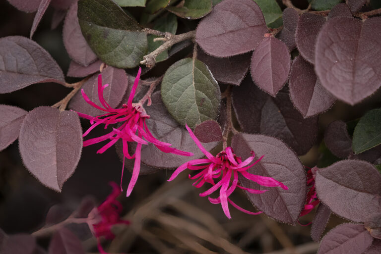 Crimson Fire™ Fringe Flower