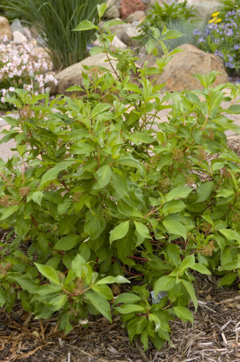 CornusalbaFirstEditionsBatonRouge-22-6478-1-1