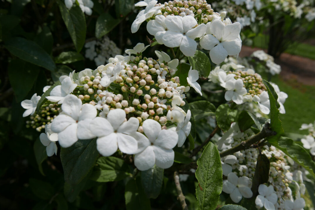 Spring Lace Viburnum