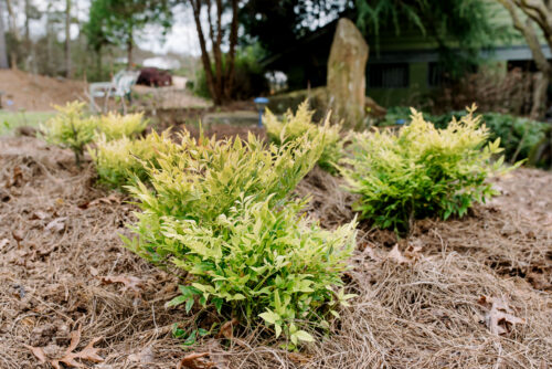 Cool Glow® Lime Nandina