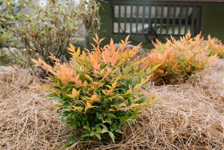 Cool Glow® Peach Nandina