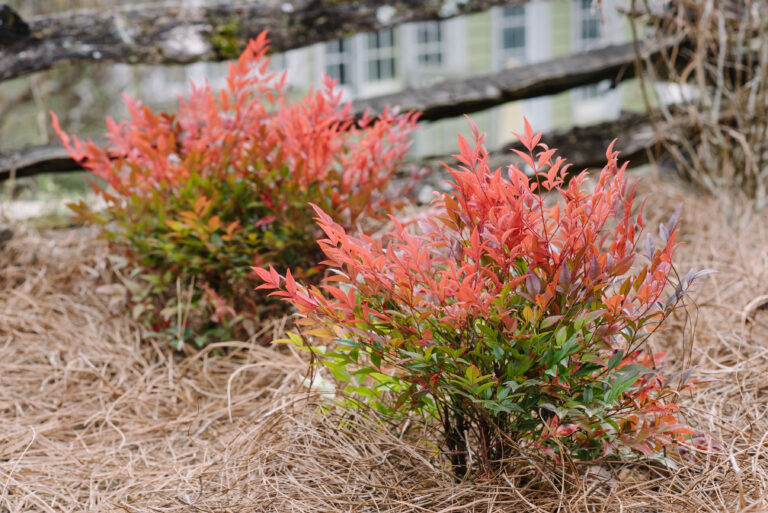 Cool Glow® Pomegranate Nandina