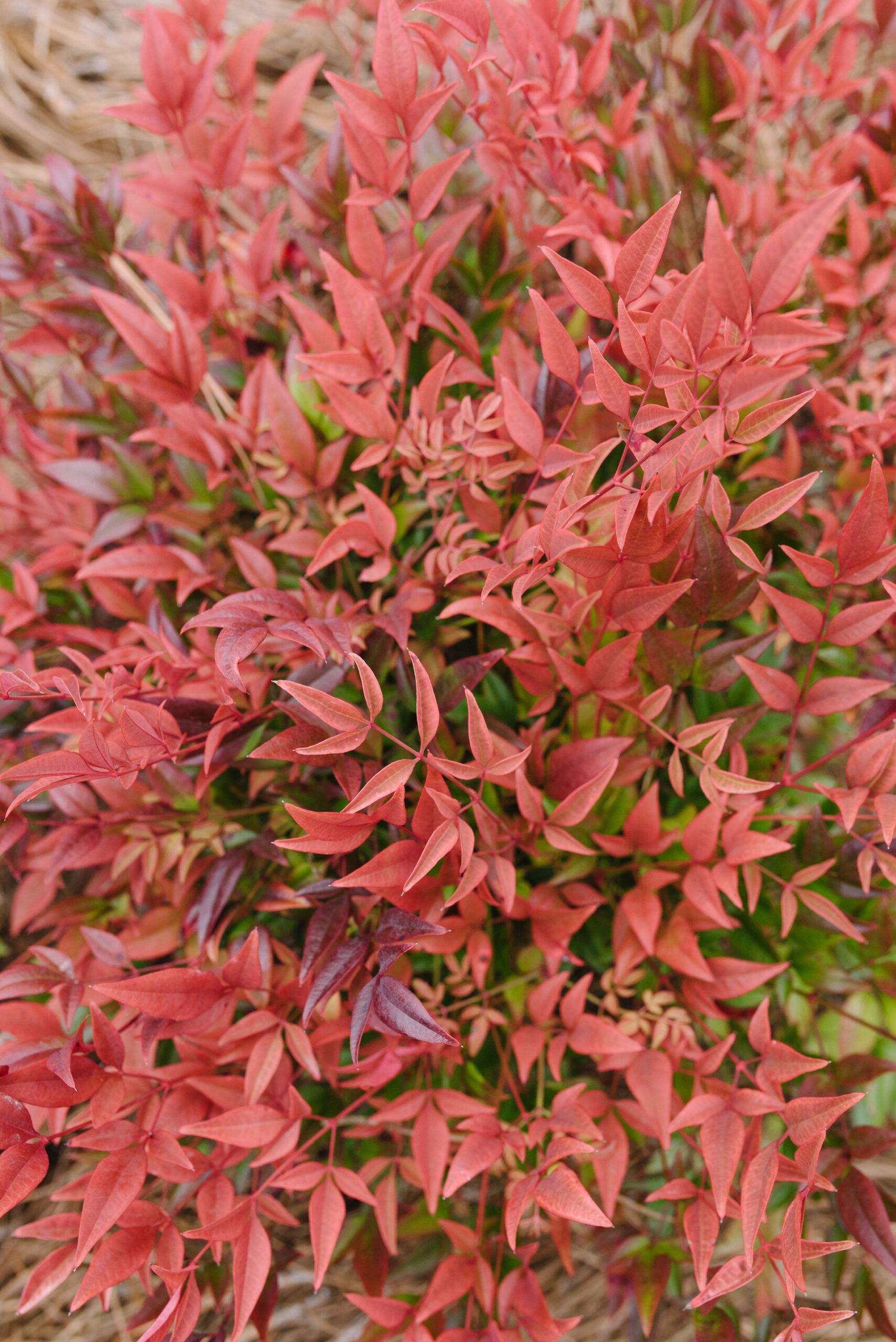 Cool glow pomegranate nandina first editions