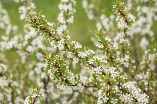 Jade Parade® Sand Cherry