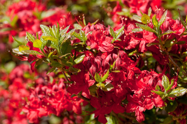Electric Lights™ Red Azalea