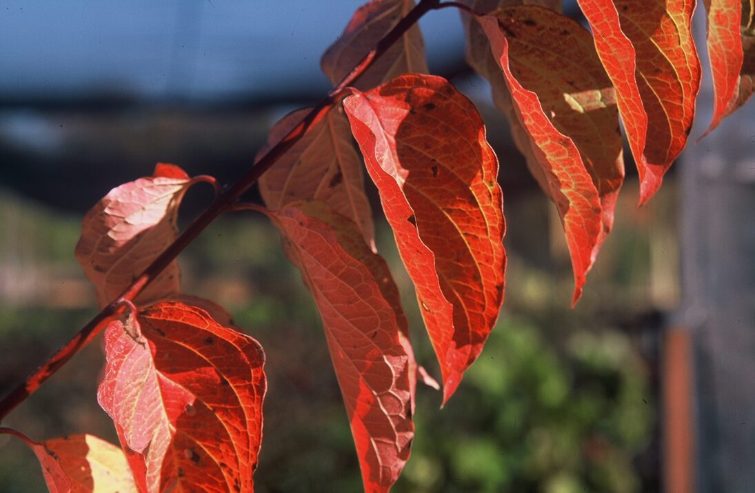 Cayenne Dogwood red fall leaves
