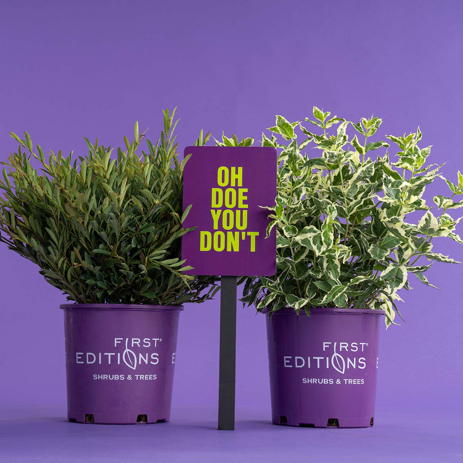 DeerResistant Plants First Editions