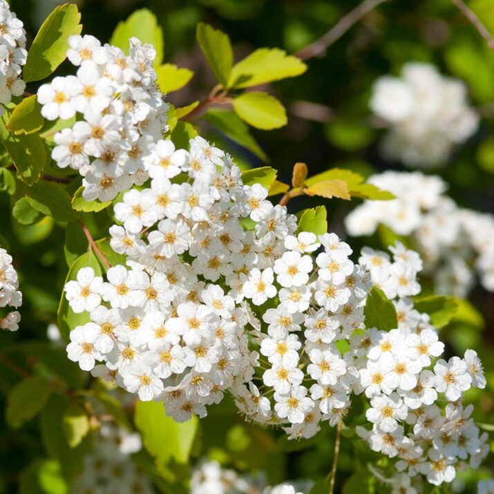 White flowers of Firegold Spirea