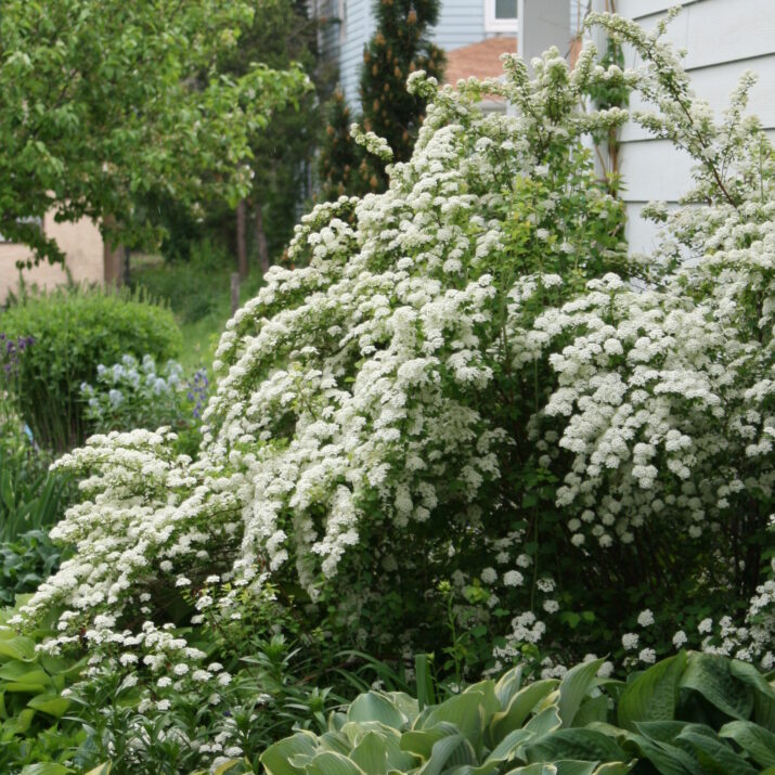 Firegold Spirea in full bloom in foundation planting