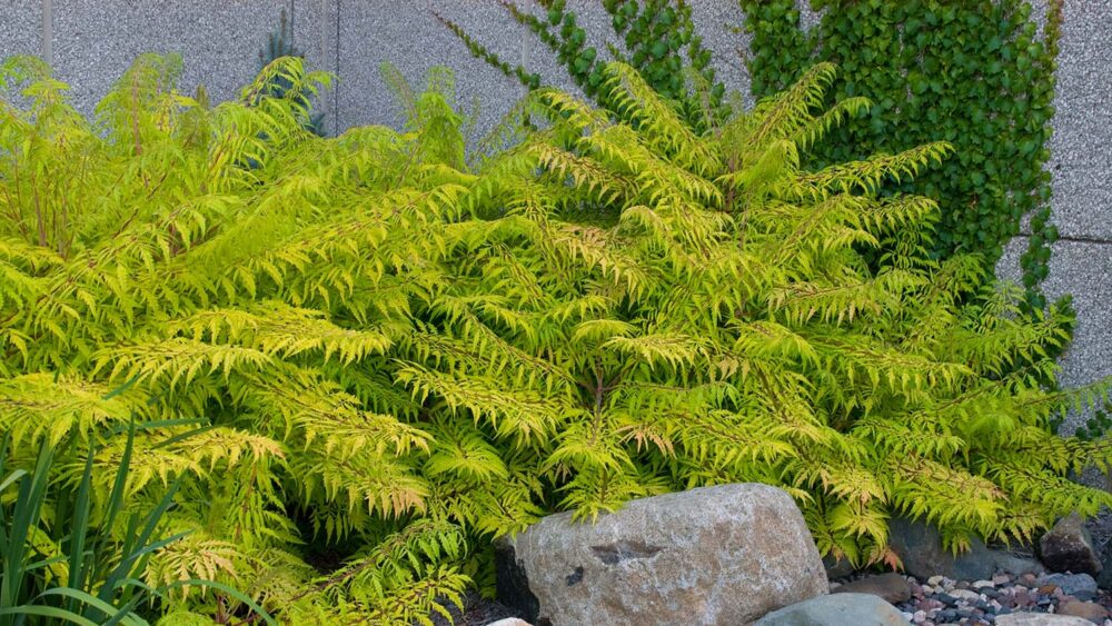 The Best Deer-Resistant Plants | First Editions