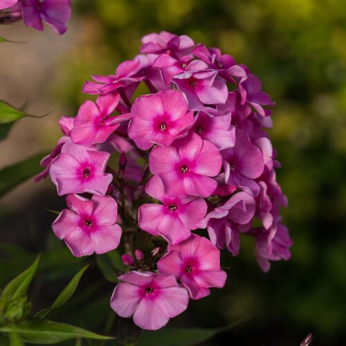 Genus Spotlight: Phlox | First Editions