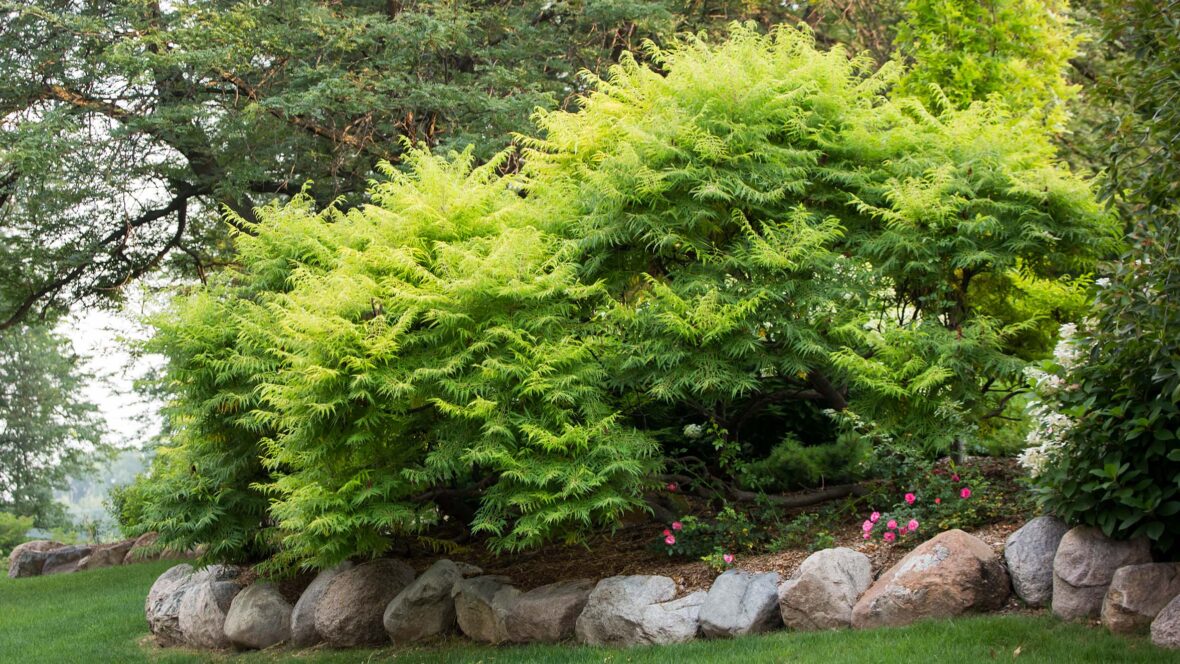 Mature Tiger Eyes Sumac in the landscape