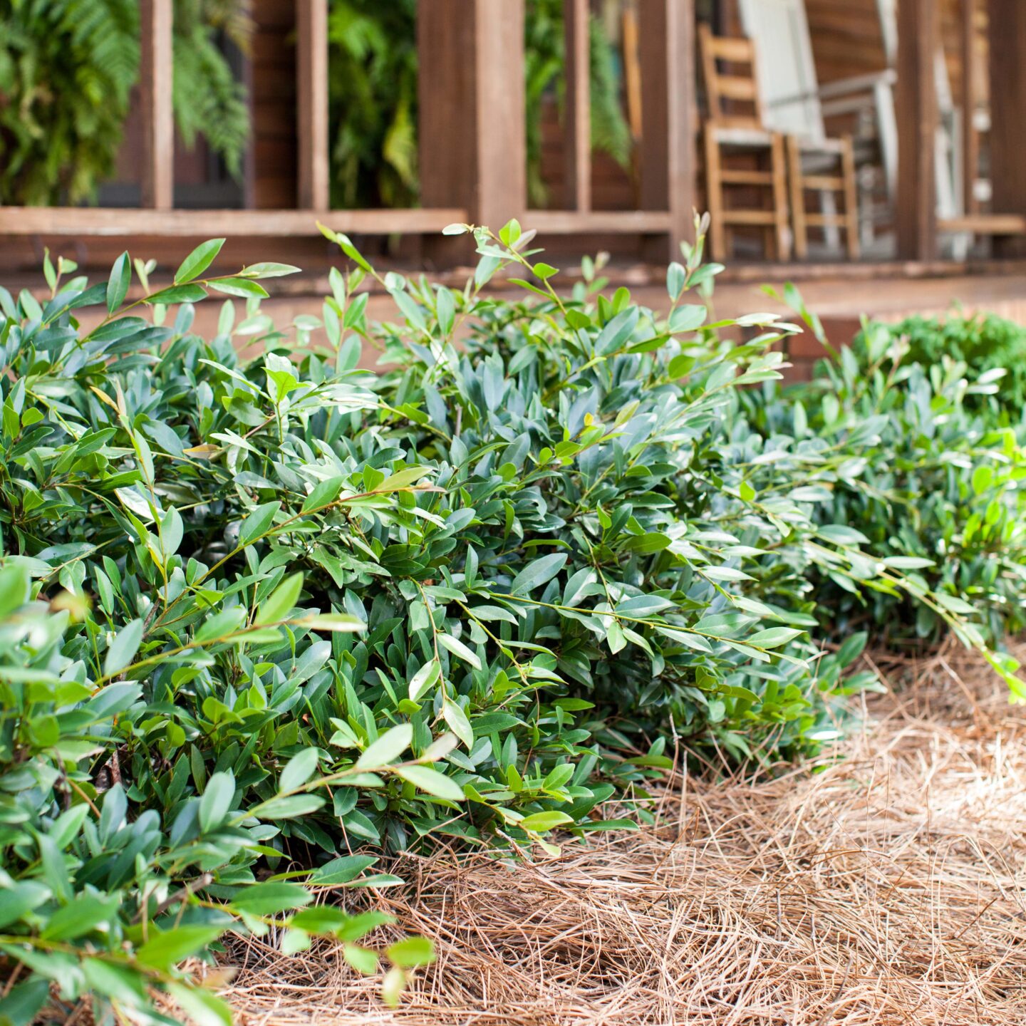 RockStarPlant Vintage Jade Distylium First Editions