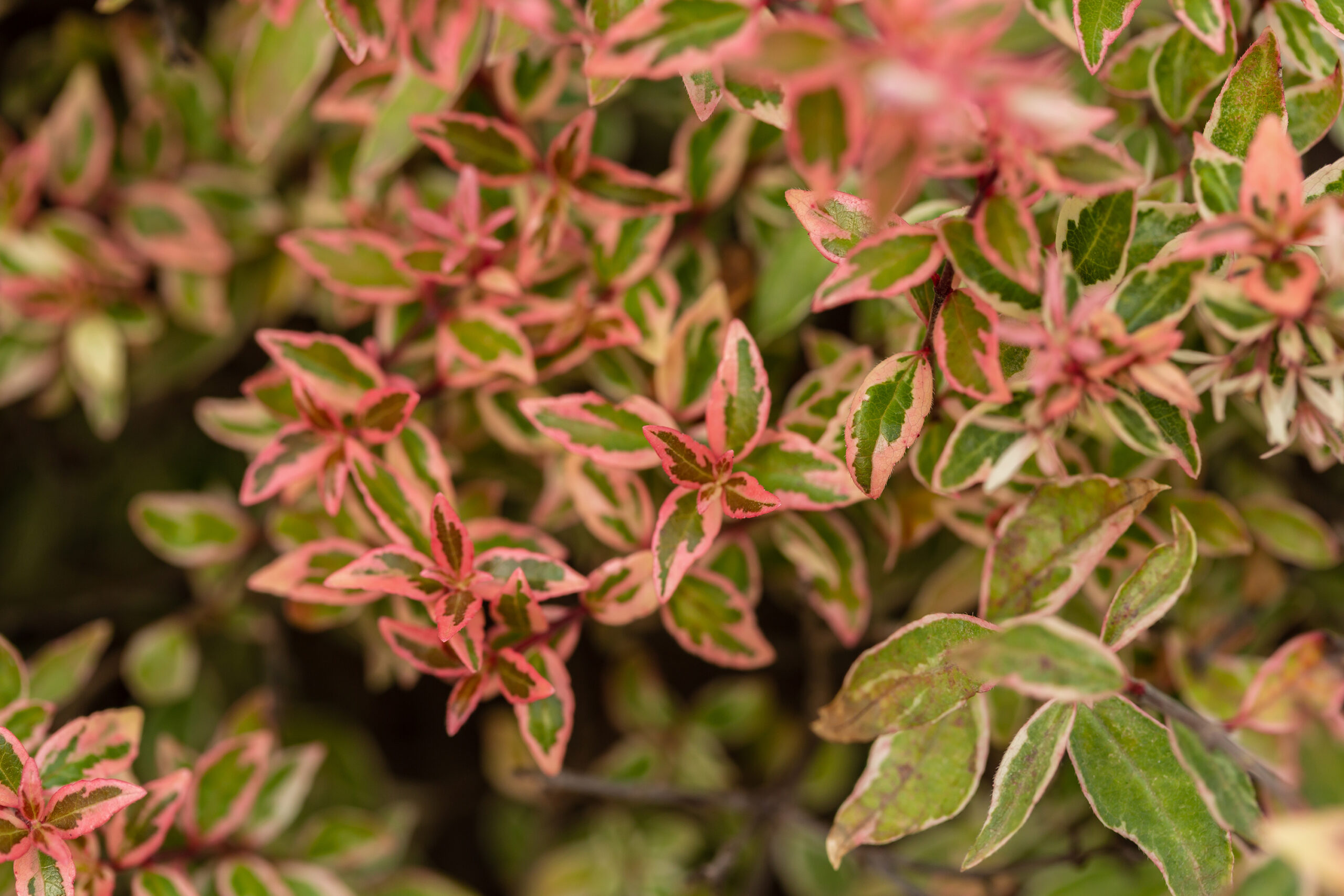 Vanilla Brandy™ Abelia | First Editions