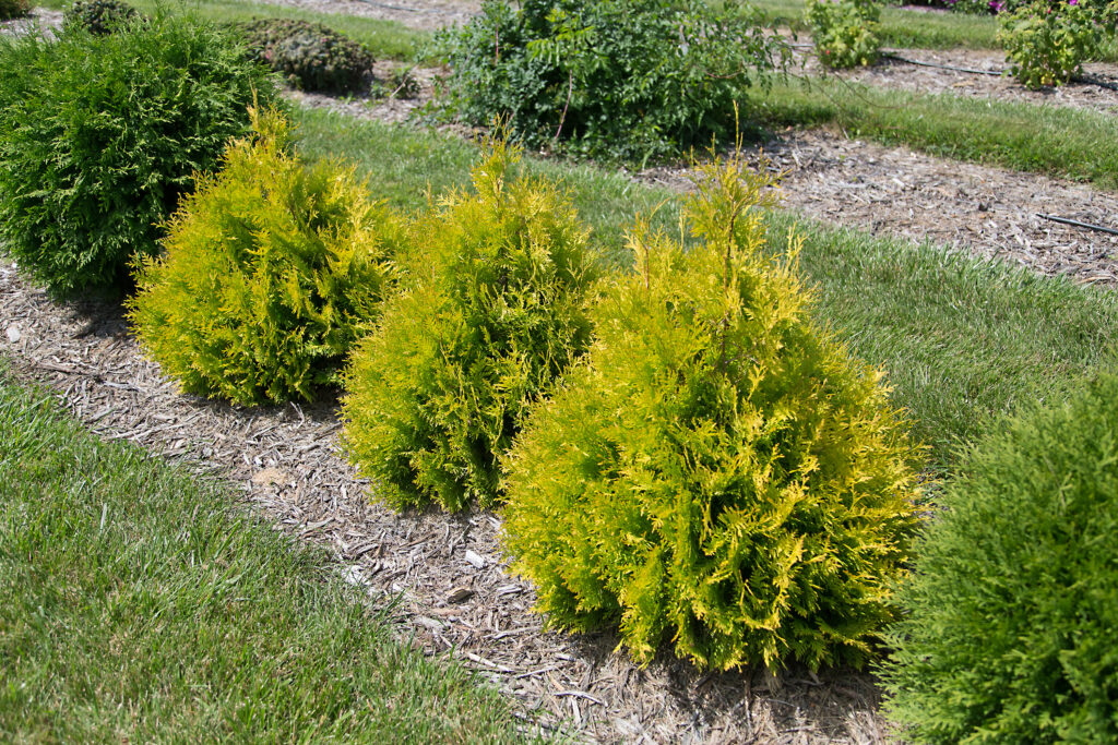 Lemon Burst® Arborvitae | First Editions