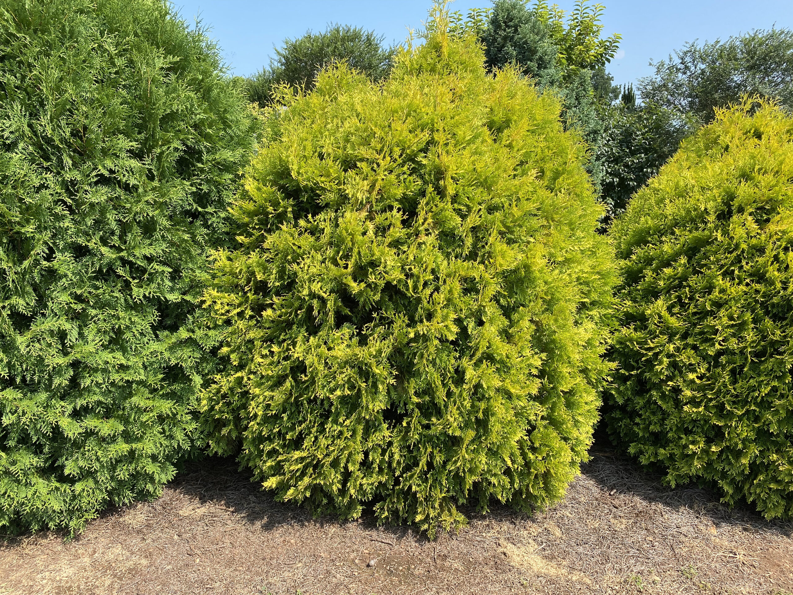 Lemon Burst® Arborvitae | First Editions
