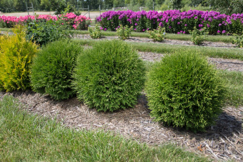 Planet Earth® Arborvitae