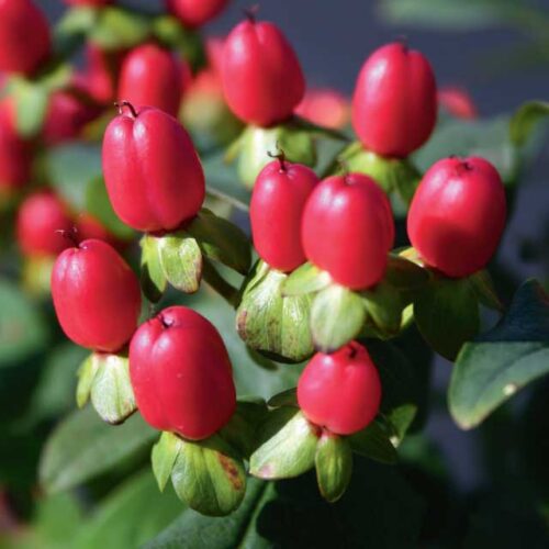 Red Fame Hypericum berries