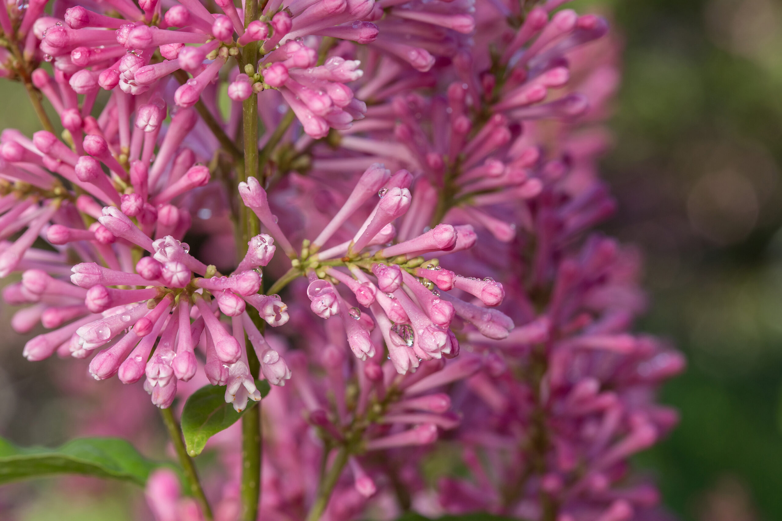 Pinktini™ Lilac | First Editions