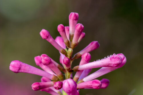 Pinktini™ Lilac