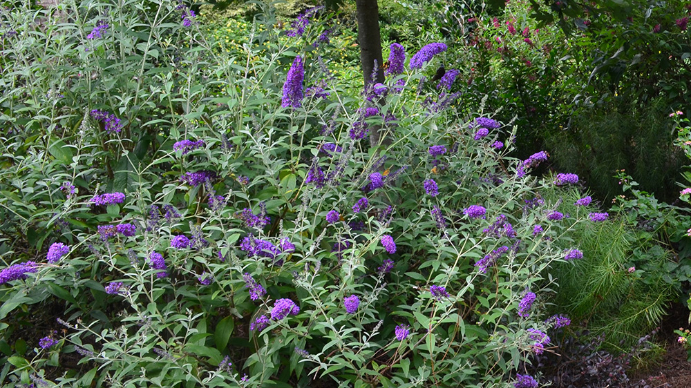 Groovy Grape Butterfly bush in the landscape with violet-purple flowers