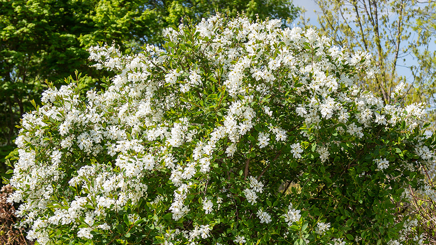 Lotus Moon Pearlbush white flowers