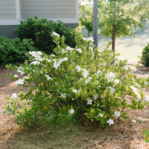 Shade-Loving Plants | First Editions