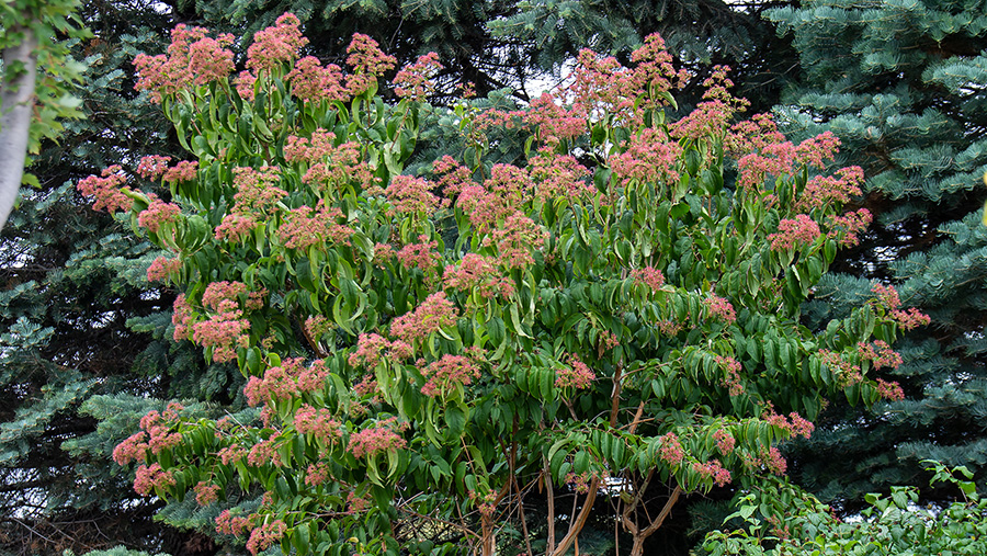 Tianshan Seven-son Flower in fall