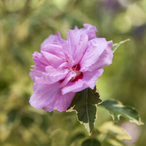 Pink bloom of Summer Ruffle Hibiscus