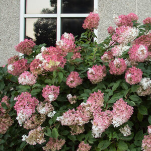 Vanilla Strawberry Panicle Hydrangea in front of building